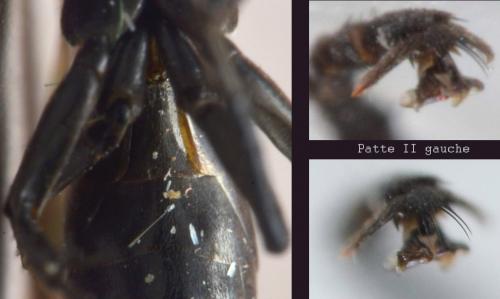 Réf. 271 955 : Entomobora crassitarsis